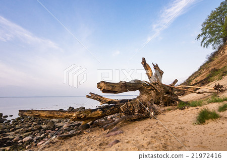 Trunk on shore of the Baltic Sea 21972416