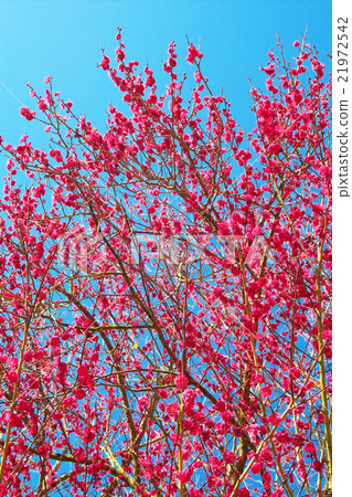 Red plum and blue sky 21972542