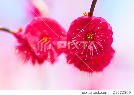 Close-up of red plum Close-up of red plum 21972569