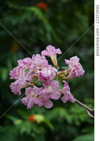 Kidachi Beniyuzen（Chompoo Pantip /ชมพูพันธุ์ทิพย์） 21972692