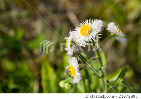 Haru Shionen 21972995