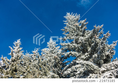 Winter in the mountains Winter in the mountains 21973185