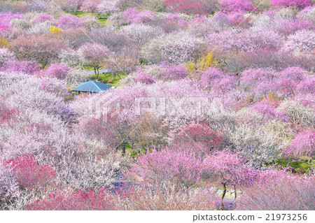 Inabe梅花節 21973256