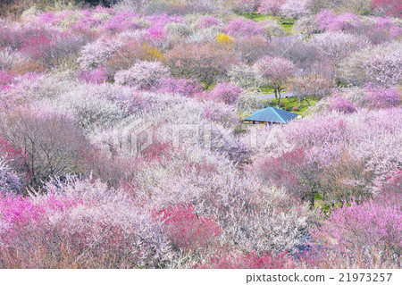 Inabe plum Festival 21973257