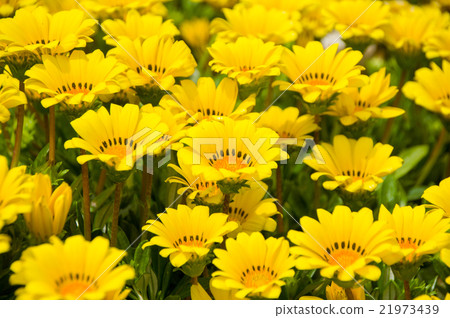 獎牌菊花 獎牌菊花 21973439