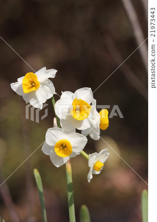 日本水仙花 日本水仙花 21973443