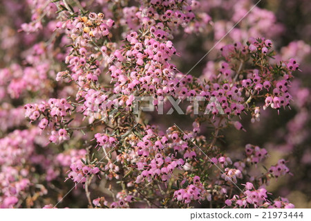 Janome Erika 21973444