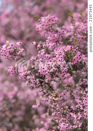 Janome Erika 21973445