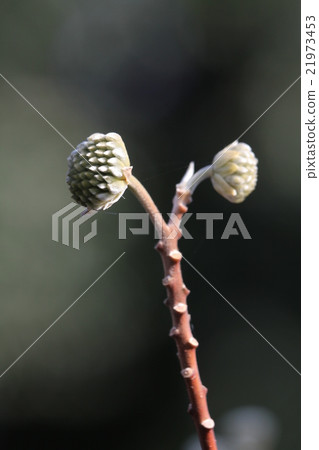 Mitsumata的芽 21973453