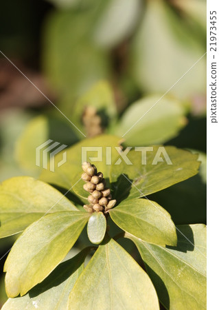 Buds of Hokkaido 21973455