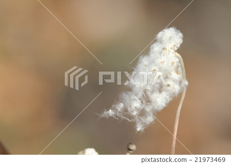 Shuffed fluff Shuffed fluff 21973469