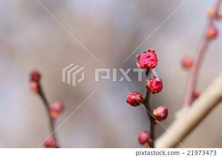 Kobai Kobai 21973473