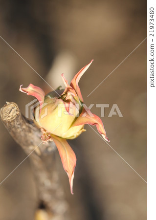 Buds of buttons 21973480