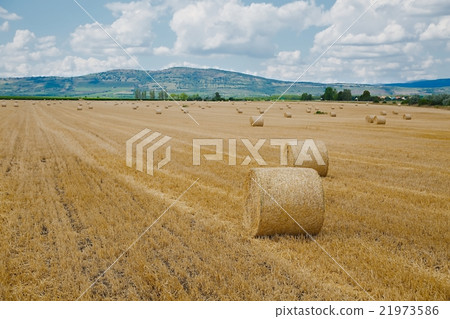 Agriculture Agriculture 21973586