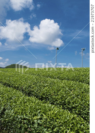 Tea garden and blue sky 21973707