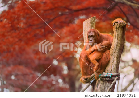 Adult orangutan sitting in a jungle Adult orangutan sitting in a jungle 21974051