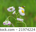Flowers and bees 21974224