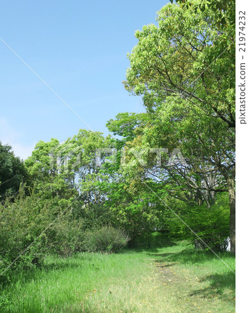 Fresh green Fresh green 21974232