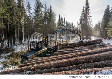Forestry. Logger loads timber in winter woods 21974367