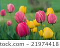 Tulips  21974418
