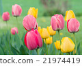 Tulips  21974419