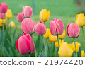 Tulips  21974420