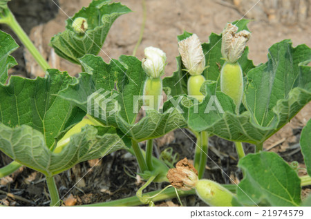 Leaf and vine of plant Leaf and vine of plant 21974579