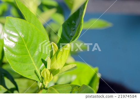 Green plant leaves Green plant leaves 21974584