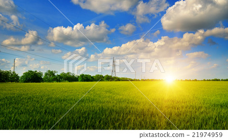 wheat field and sunrise in the blue sky 21974959