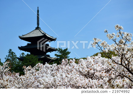 Ninnaji Ole room (2016.4) 21974992