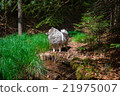Wolfspitz in the forest  21975007
