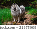 Wolfspitz in the forest  21975009
