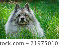 Wolfspitz in the forest  21975010