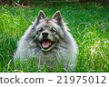 Wolfspitz in the forest  21975012