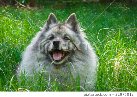 Wolfspitz in the forest Wolfspitz in the forest 21975012