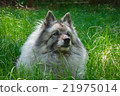 Wolfspitz in the forest  21975014