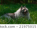 Wolfspitz in the forest  21975015