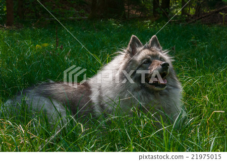 Wolfspitz in the forest Wolfspitz in the forest 21975015