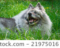 Wolfspitz in the forest  21975016