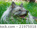 Wolfspitz in the forest  21975018