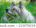 Wolfspitz in the forest  21975019