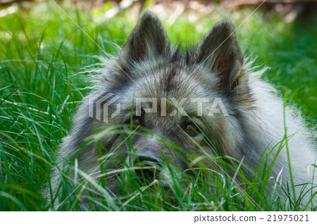 Wolfspitz in the forest Wolfspitz in the forest 21975021