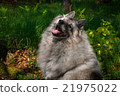Wolfspitz in the forest  21975022