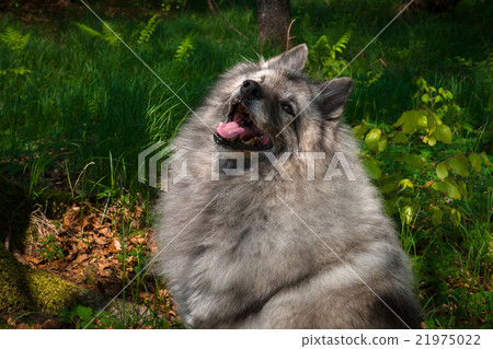 Wolfspitz in the forest  21975022