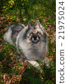 Wolfspitz in the forest  21975024