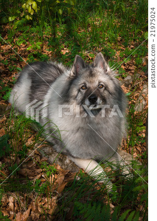 Wolfspitz in the forest  21975024