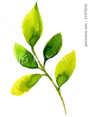 Watercolor leaf elements for design. 21975038