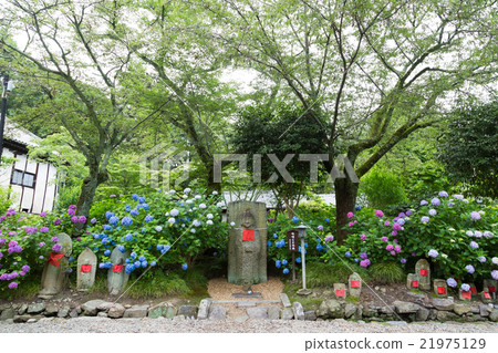 Midone lion warehouse of Yadaji (hydrangea temple) 21975129