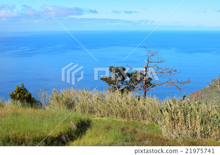 Coastal landscape in Madeira island, Portugal 21975741