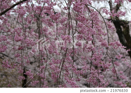 Dead brown cherry tree 21976830